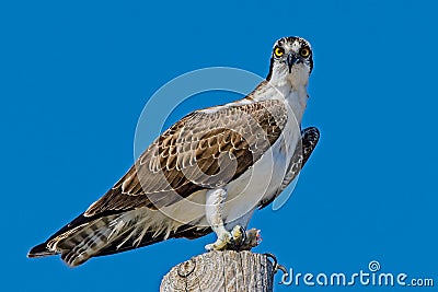 Beautiful Osprey (Pandion haliaetus) resting on the pole against the blue sunny sky Stock Photo