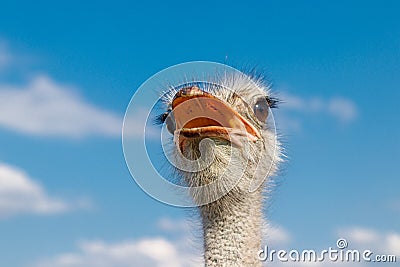 Beautiful ostriches on a farm against a blue sky Stock Photo