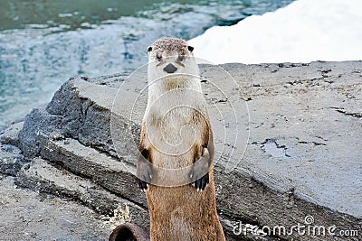 Beautiful otter Stock Photo