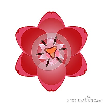 Beautiful overhead red tulip flower blossom isolated on white Cartoon Illustration