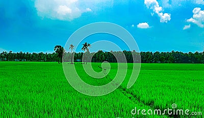 Beautiful paddy rice fields and coconut plantations along side the Godavari river, Andhrapradesh, India Stock Photo