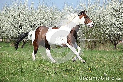 Beautiful paint horse running in front of flowering trees Stock Photo