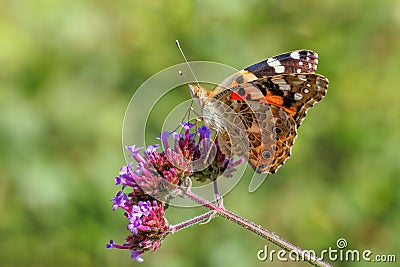 A beautiful Painted Lady - Vanessa cardui butterfly feeding. Stock Photo