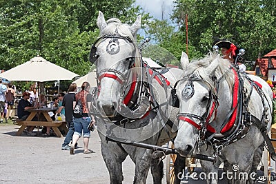 Beautiful pair of matched white horses in pretty harness with lots of red and blinders and bells pull wagon at Renassiance Festiva Editorial Stock Photo