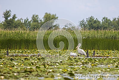 a beautiful pair of pelicans in the Danube Delta Stock Photo