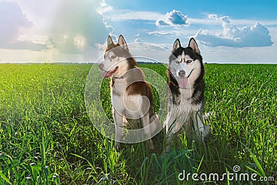 Beautiful pair Siberian huskies in sunny day sitting on green grass against blue sky and clouds. Clever husky dog, affectionate. Stock Photo