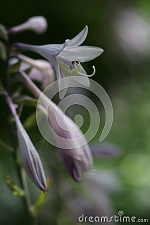 beautiful pale lilac hosta flower Stock Photo