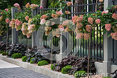 Beautiful pale pink hydrangea flowers in a city park Stock Photo