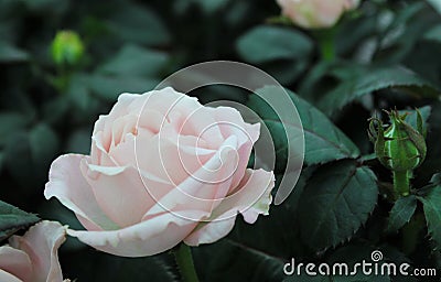 Beautiful pale pink/white roses and buds. Stock Photo