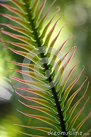 Beautiful palm leaf Stock Photo