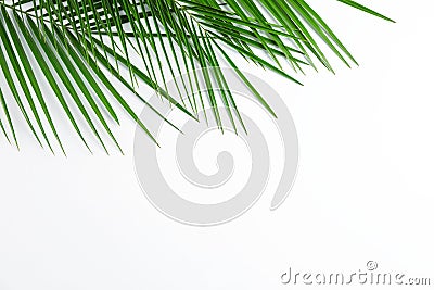 Beautiful palm leaves on white background, top view and space for text Stock Photo