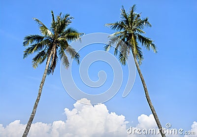 Beautiful palm tree Stock Photo