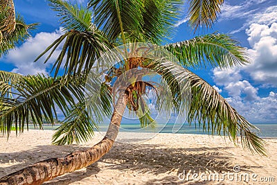 Beautiful palm tree on a beach at Praslin island, Seychelles Stock Photo