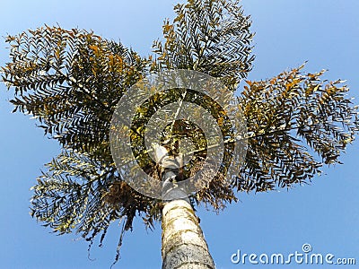 Beautiful palm tree with blue sunny sky on background Stock Photo