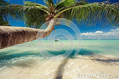 Beautiful palm tree and a boat over caribbean sea Stock Photo