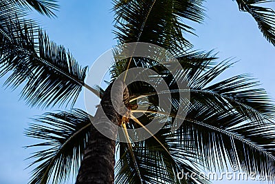 Beautiful palm trees with a blue sky in Waikiki Honolulu Hawaii Stock Photo