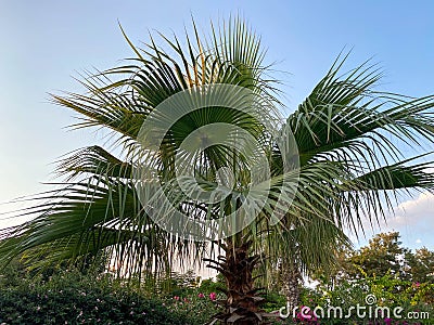 Beautiful palm trees with green fluffy sweeping juicy large leaves against the blue sky in a tourist warm eastern tropical country Stock Photo