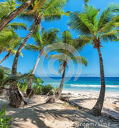 Beautiful palm trees on tropical beach Stock Photo