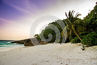 Beautiful palm on the untouched beach Stock Photo