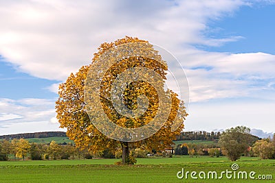 beautiful panorama of an autum landscape in germany with a large golden tree Stock Photo