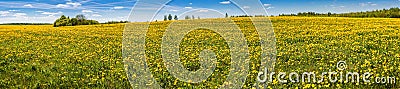 Beautiful panorama: the dandelion field and blue sky. Stock Photo