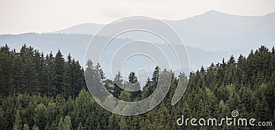 Beautiful panoramic coniferous forest. Stock Photo