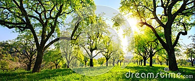 Beautiful panoramic green landscape with trees in a row Stock Photo