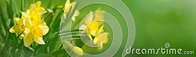 Beautiful Panoramic Spring background With Daffodils Flowers Stock Photo