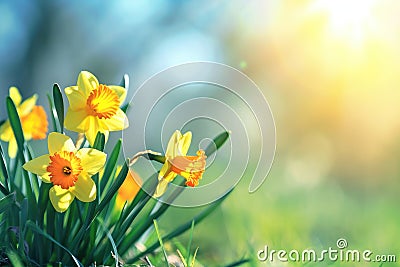 Beautiful panoramic spring nature background with daffodil flowers Stock Photo