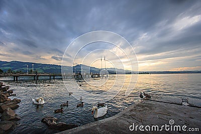 Beautiful Panoramic view of Rapperswil, Switzerland: ducks and swans on Lake Zurich with mountain ranges and sunset as background. Stock Photo