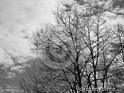 Beautiful panoramic view of the trees with amazing sky Stock Photo
