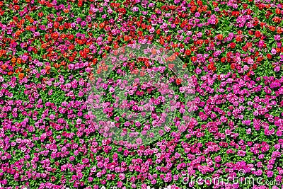 Beautiful pansy colorful flowers pattern background Stock Photo