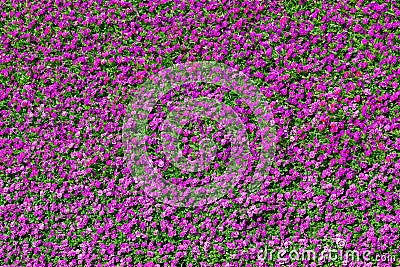 Beautiful pansy colorful flowers pattern background Stock Photo