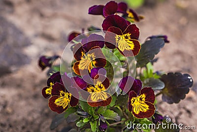 Beautiful pansy flowers, closeup Stock Photo