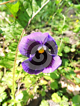 Beautiful pansy Stock Photo