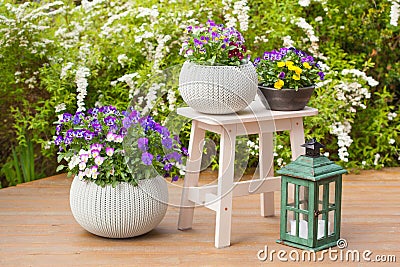 Beautiful pansy summer flowers in flowerpots in garden Stock Photo