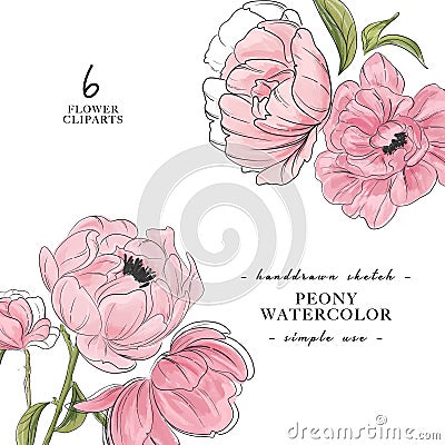 Beautiful paony 2 bouquet decoration. Flower power banner. Modern vector watercolor botanical art. Vintage spring, summer branch Vector Illustration