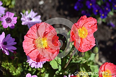 Beautiful Papaver flower nudicaule pink in the garden while on a sunny day Stock Photo