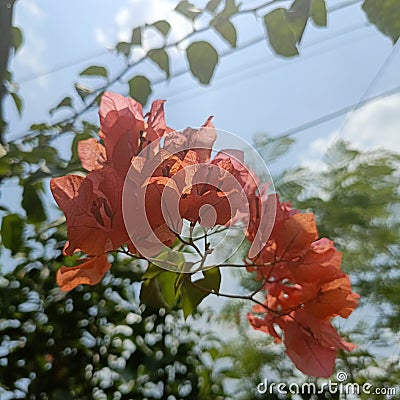 beautiful paper flowers color Stock Photo