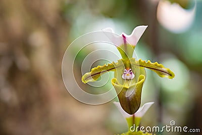 Beautiful paphiopedilum orchid are blooming on nature background Stock Photo