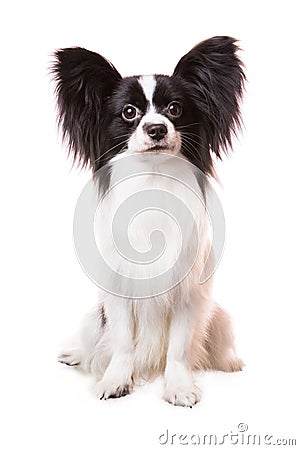 Beautiful papillon dog sitting on isolated white Stock Photo