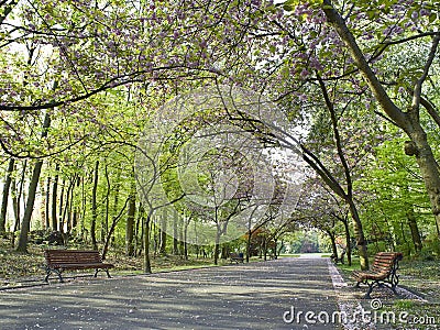 Beautiful park alley Stock Photo