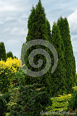 Beautiful park and botanical garden. Tall thuja trees in the courtyard of a country cottage in the summer Stock Photo