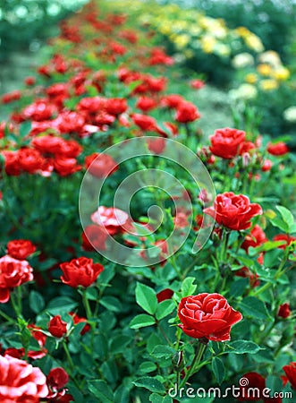 Beautiful park full of red roses Stock Photo