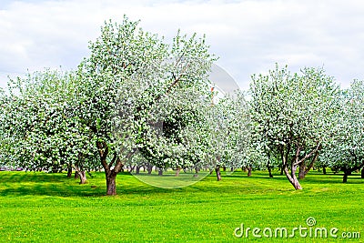 Beautiful park garden in spring Stock Photo