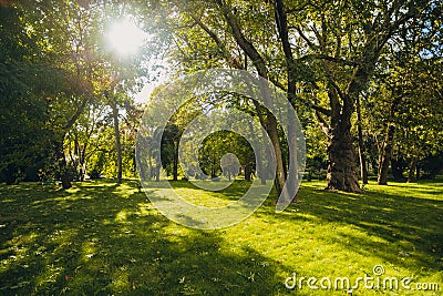 Beautiful park in public park with green grass field, green tree plant and a party cloudy blue sky Stock Photo