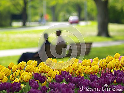 Beautiful park in spring Stock Photo