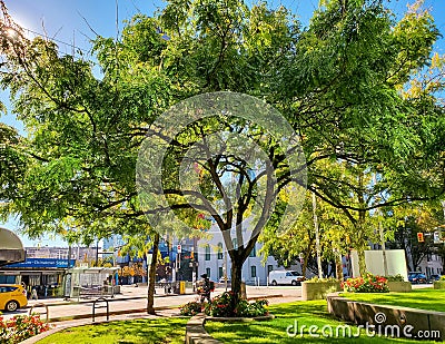 Beautiful tree in the park of Vancouver city BC. Selective focus street photo mobile photo Editorial Stock Photo