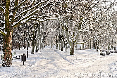 Beautiful park in winter Stock Photo