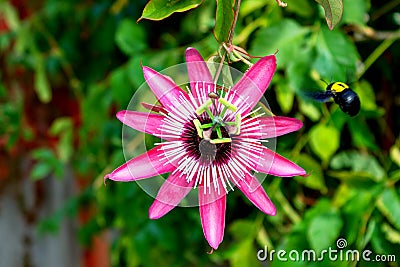 Beautiful passion fruit flower or Passiflora Passifloraceae. Stock Photo